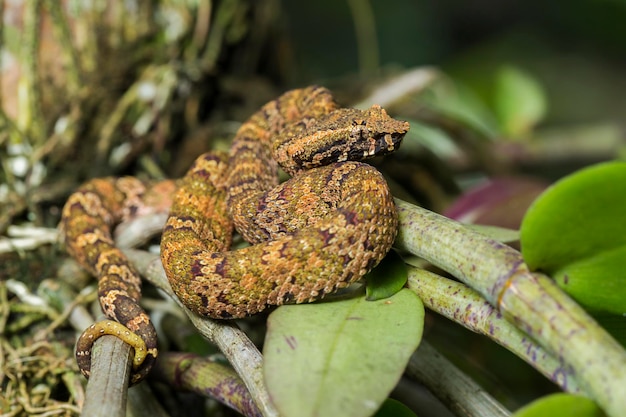 Flat-nosed pitviper snake Trimeresurus puniceus on tree branch