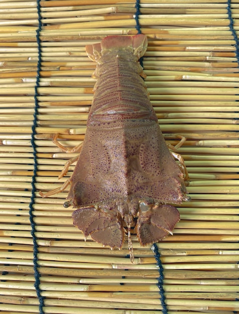 Flathead lobster, thenus orientalis ,oriental flathead lobster ,theninae is a very delicious seafood