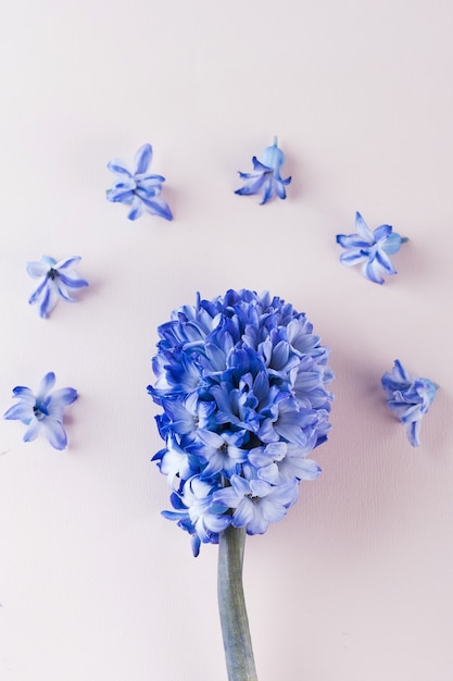 Flatlay is floral. Purple hyacinth on a pink background. Copy space.