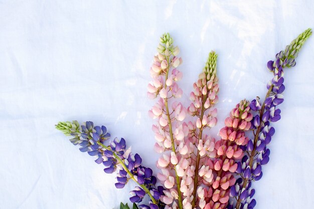 Flatlay The spring flower of the lupine