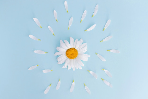 Photo flatley wildflower daisy, petals. view from above. copy space