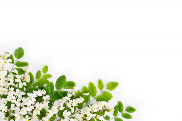 Flatley with white flowers on a white background.