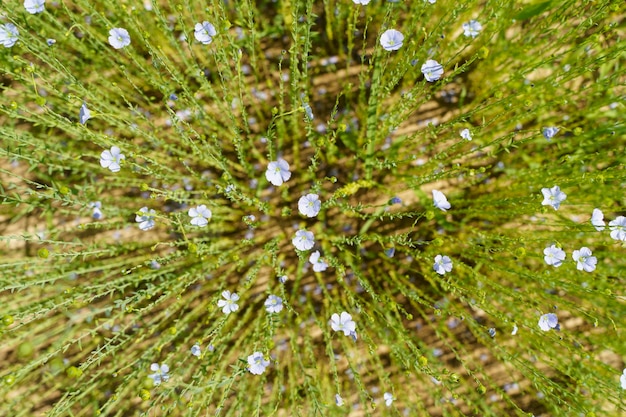 Flax field in summer Flowering flax plant on a farmer39s field in summer