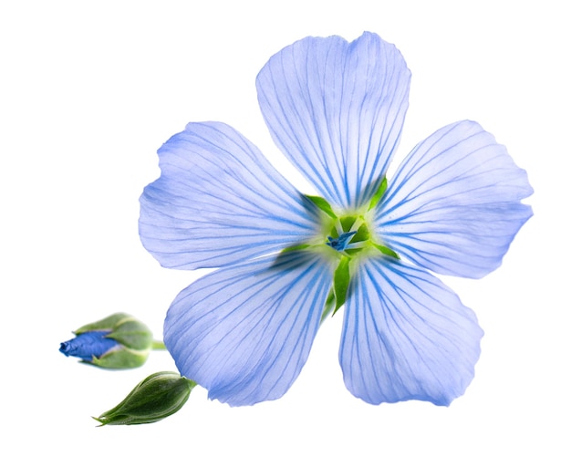 Flax flowers isolated on white background Blue common flax linseed or linum usitatissimum