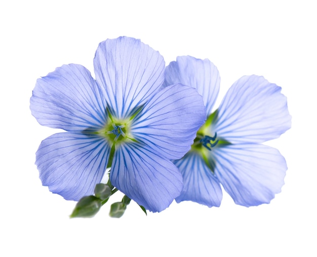 Flax flowers isolated on white background Blue common flax linseed or linum usitatissimum