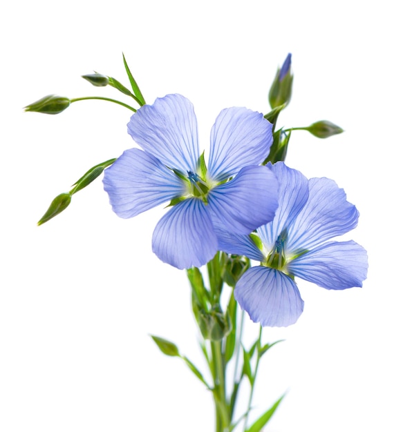 Flax flowers isolated on white background Bouquet of blue common flax linseed or linum usitatissimum