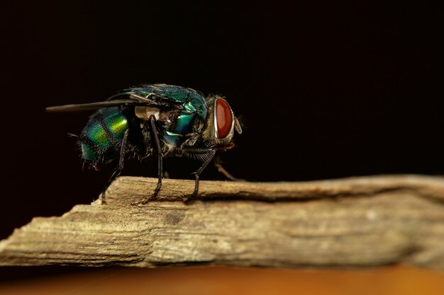 a flies (Diptera) on brown branch.