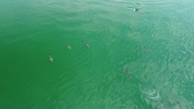 Flight over dolphins in the sea