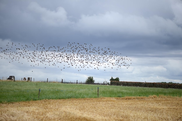 Flight of starlings on Wheat field in countryside early in the morning