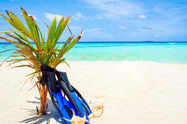 Flippers on the shore of the Indian Ocean