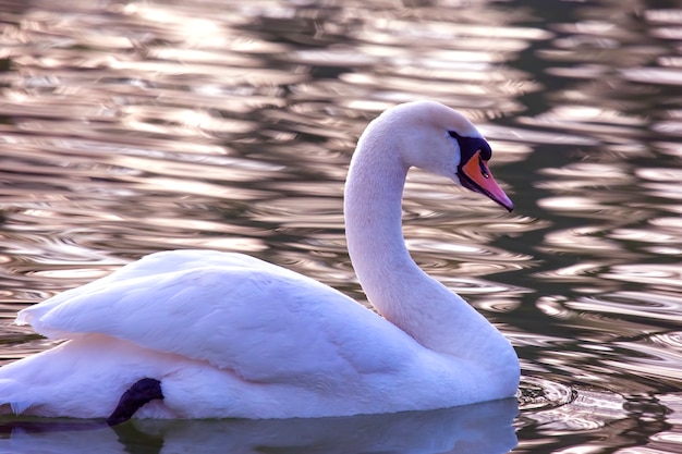 Floating graceful white swan on the pond. Feathered animals birds