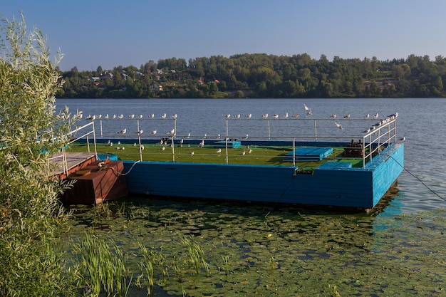 Floating jetty in dense foliage with many seagulls and a village on other bank of river Volga Russia