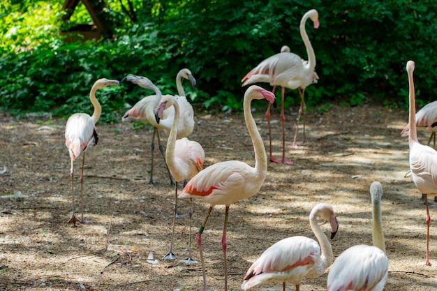 Flock of beautiful pink flamingos in near the river.