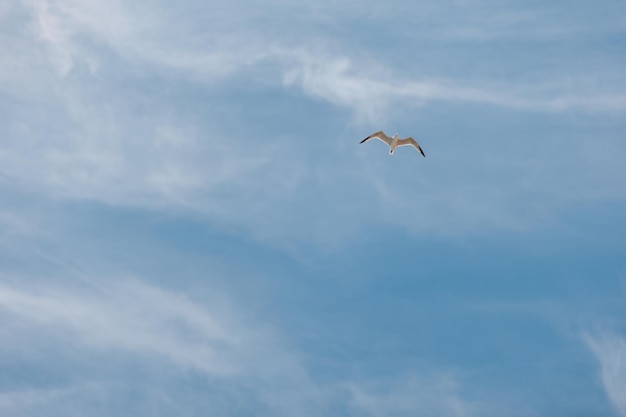 Flock of bird in the sky