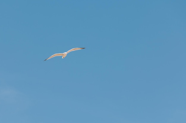 Flock of bird in the sky