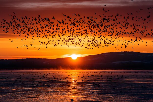 a flock of birds fly over a lake at sunset