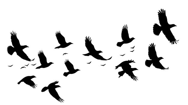 Photo a flock of birds flying the birds are black silhouettes against a white background