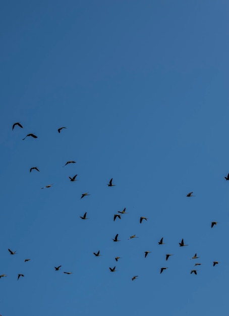 Photo flock of birds flying over the blue sky