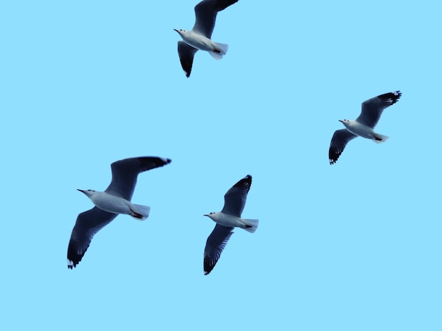 Flock of birds flying isolated on blue background flock of seagulls known as Gangchil flying over