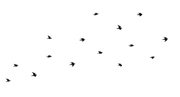 Flock of birds flying isolated on white background