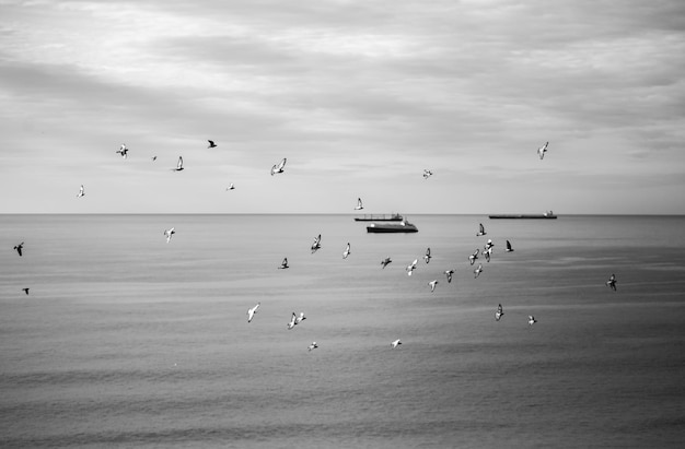 Flock of birds flying over sea