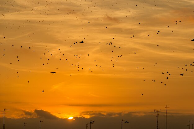 Flock of birds flying in sky during sunset