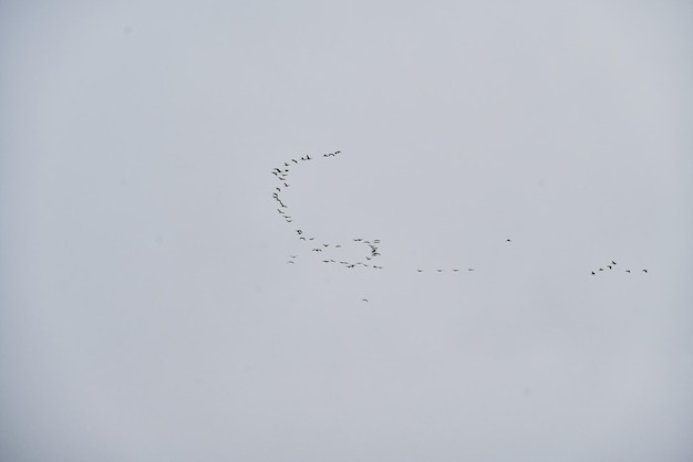 Flock of birds isolated in the sky