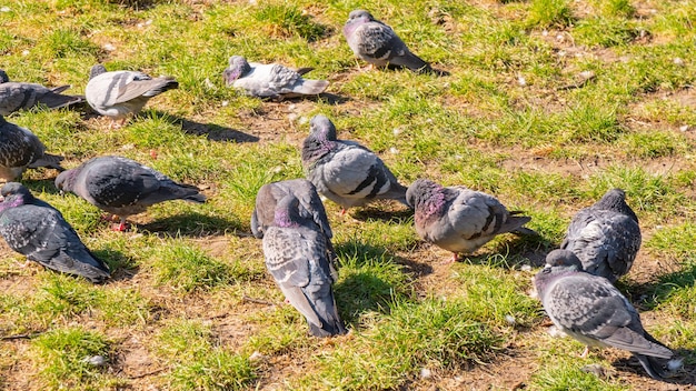 A flock of birds of pigeons pecking bread in a public park