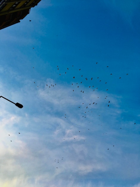 Photo a flock of birds in the sky