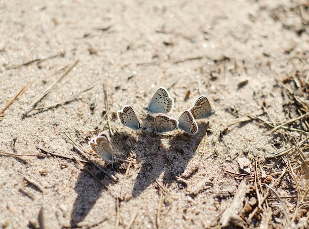 Photo a flock of butterflies is basking in the sun