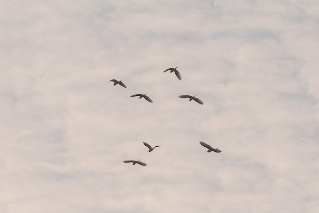 A flock of cattle egrets are flying in the field