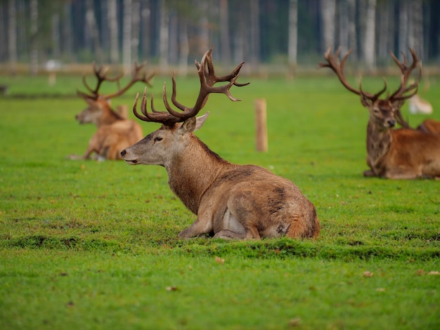 A flock of deer is resting in the field, they all lie together in a group. Wild animals concept.