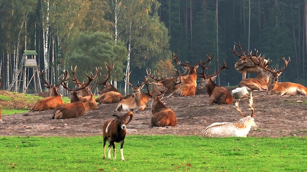 A flock of deer is resting in the field, they all lie together in a group. Wild animals concept.