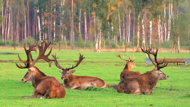 A flock of deer is resting in the field, they all lie together in a group. Wild animals concept.