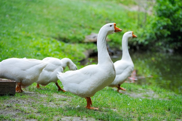 A flock of domestic geese on white background green grass