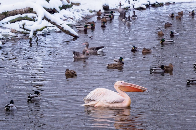 A flock of ducks and one white pelican swim in the pond