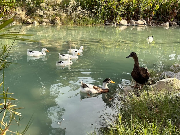 Photo a flock of ducks swims in a pond