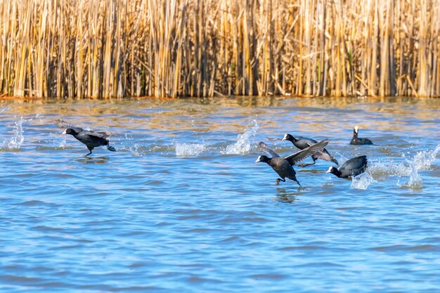 Flock of Eurasian Coots taking off over water