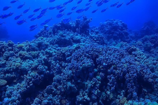 flock of fish in the sea background underwater view