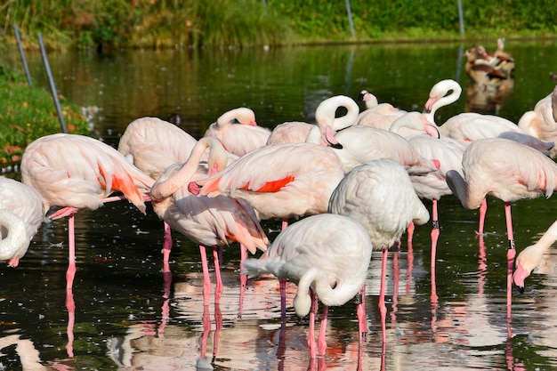 A flock of flamingos are in the water and one has a red and white tail.