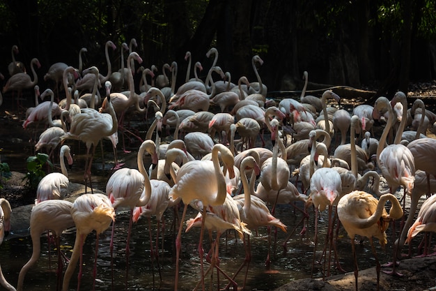 Flock of flamingos In the zoo