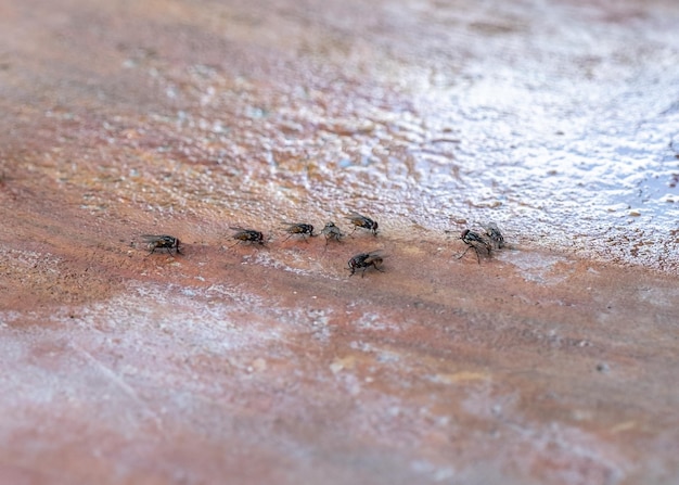 Flock of fly smelling on floor in house