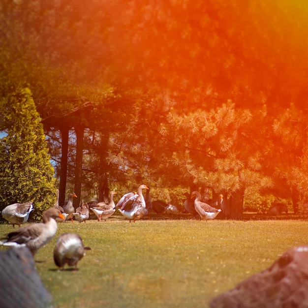 A flock of geese graze on the lawn under the rays of the sun artistic picture