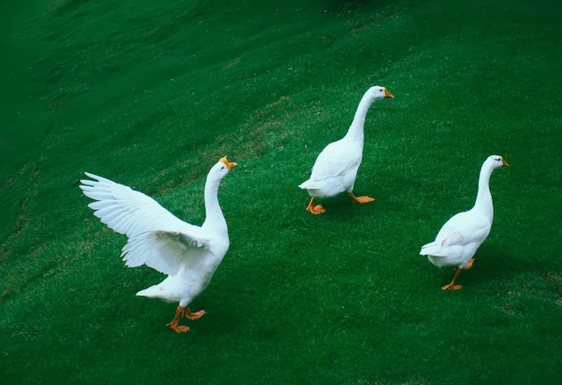 flock of geese on a green meadow