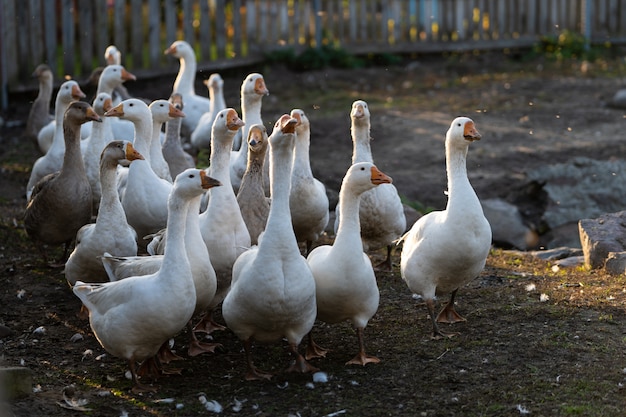 a flock of geese walks in the yard in the village