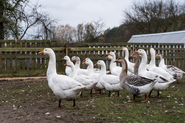 a flock of geese walks in the yard in the village