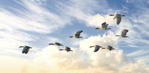 Flock of goose birds flying in a blue sky background with clouds and copyspace Common wild greylag geese flapping wings while soaring in the air in formation Migrating waterfowl animals in flight