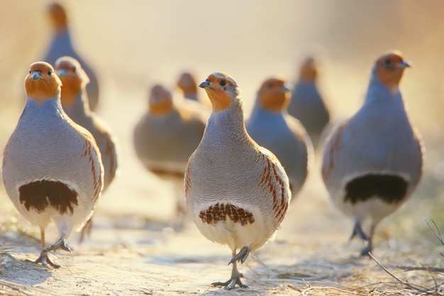 A flock of gray partridges in the backlight. Leader in front.