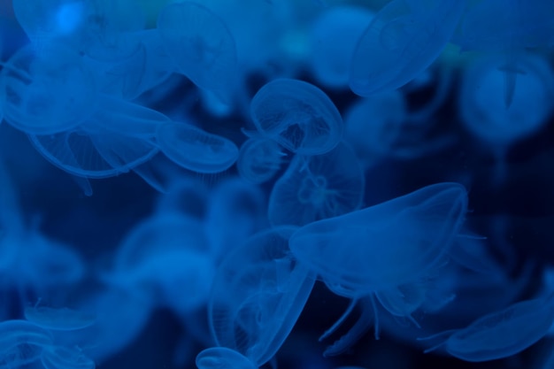 A flock of jellyfish in an aquarium Undersea world