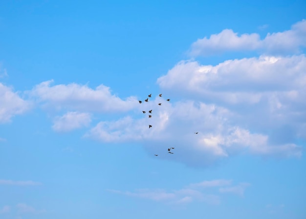 A flock of a lot of starling birds flying and in the background a beautiful orange clouds